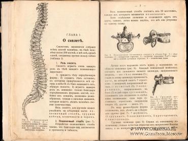 Строение и жизнь человеческого тела. 1910 г.