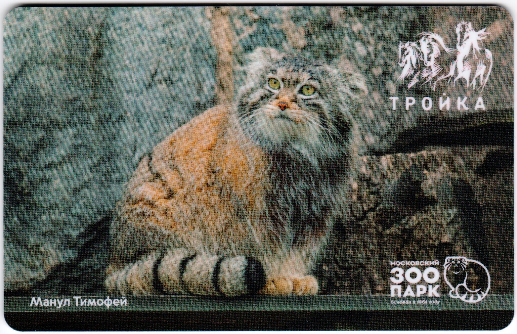 Манул Тимофей